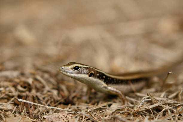 istock Eastern Water Skink (Eulamprus quoyii) in suburban backyard 1329958728