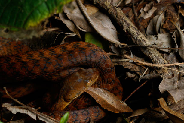 istock Brown Tree Snake (Boiga irregularis) curled up in litter litter at night 1329958807