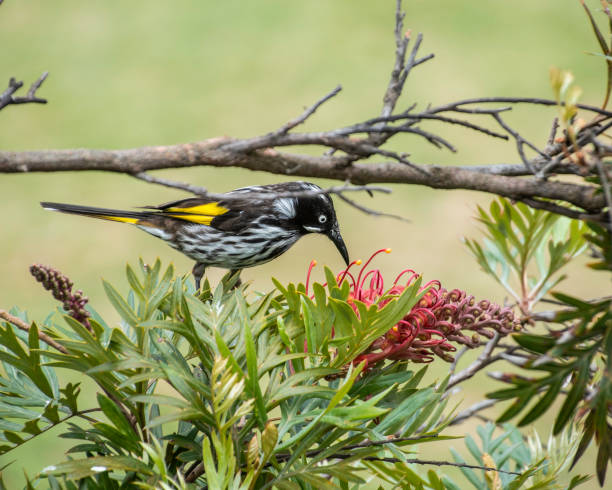 istock New Holland Honeyeater 1329963705