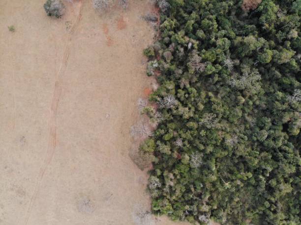 istock The half forest of Brazil 1329963939