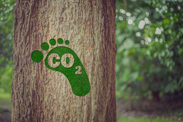 huella que simboliza una huella de carbono sobre el árbol en el fondo de verano de la naturaleza tropical, concepto de ecología. - carbon dioxide environment leaf climate fotografías e imágenes de stock