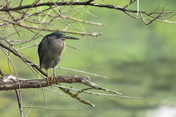 Striated Heron on Galapagos Islands foraging and catching and eating food Striated Heron on Galapagos Islands foraging and catching and eating food on Tortuga Bay, Santa Cruz Island. Amazing bird animals wildlife nature of Galapagos, Ecuador. lava heron bird galapagos islands ecuador stock pictures, royalty-free photos & images