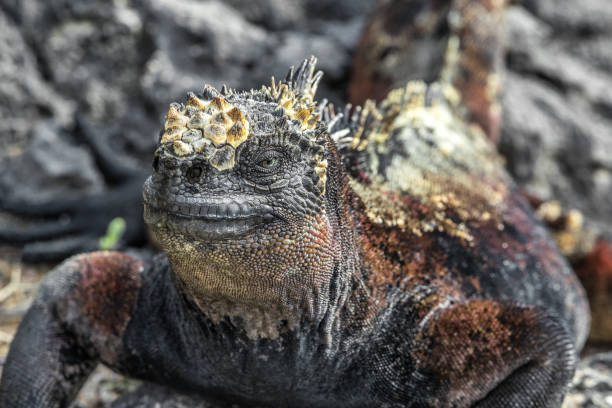 galápagos marine iguana tremendo e balançando a cabeça na ilha isabela - fernandina beach - fotografias e filmes do acervo