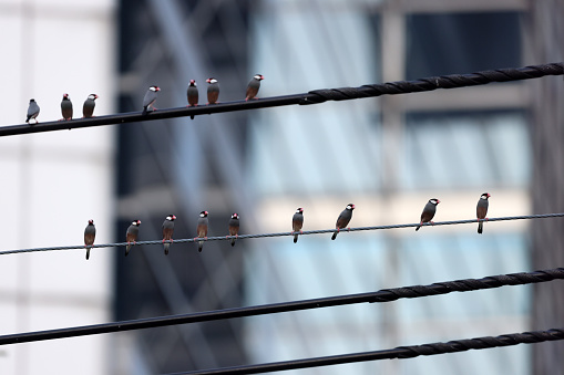 Large group of Java sparrow Java finch Lonchura oryzivora Beautiful bird perched on the electric wire in town background window glass. Selective focus foreground.. Thailand