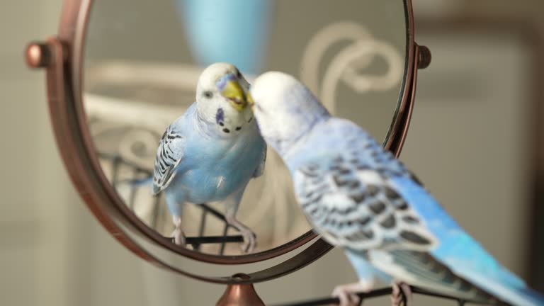 Little cute blue bird at home.