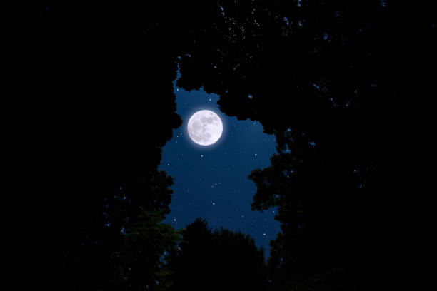 istock Looking up a full moon through the natural trees frame 1329967110