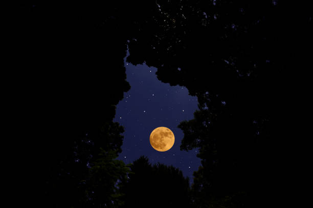 istock Looking up a full moon through the natural trees frame 1329967114