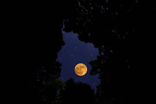 Looking up a full moon and lots of stars through the natural trees frame.
