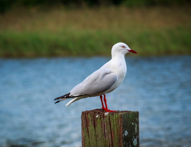 istock Seagull Standing on a Wooden Post 1329968476