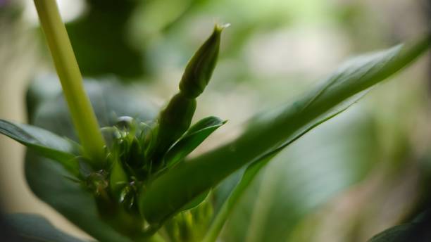 istock Morning macro photography 1329970026