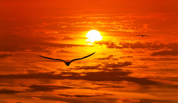 istock Beautiful Sunset Bird Inspirational Nature Silhouette 1329971751