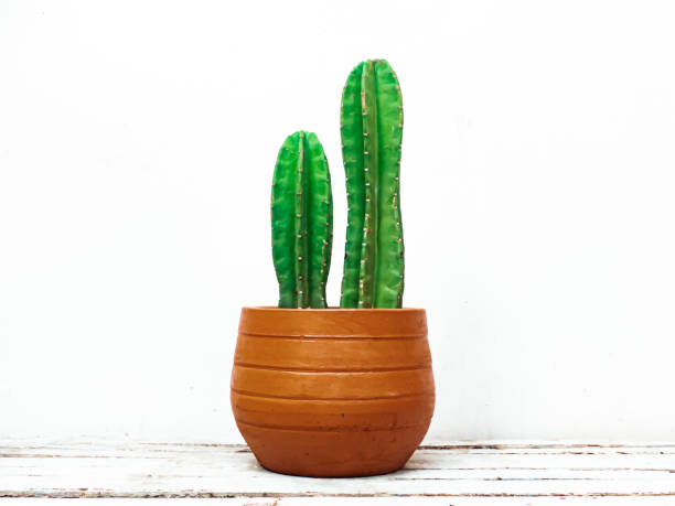 istock Cereus jamacaru, Cactus Koboy 1329971826