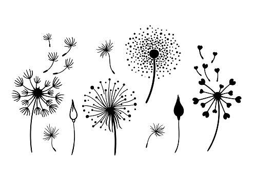 Dandelion black and white clipart bundle, elegant summer wild flowers set, botanical floral isolated elements, meadow flowers - vector illustration