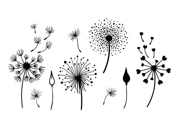 Vector illustration of Dandelion black and white clipart bundle, elegant summer wild flowers set, botanical floral isolated elements, meadow flowers vector illustration