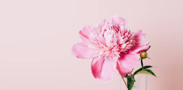istock Blooming pink peony flowers on a pastel pink background. Copy Space 1329979847