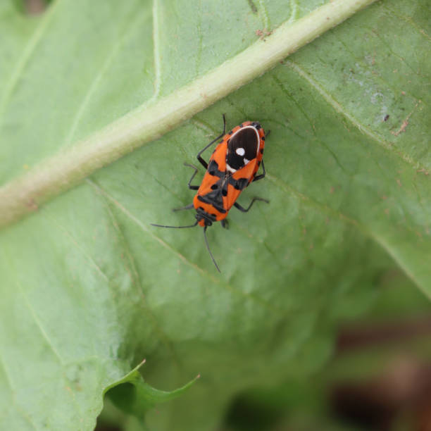 istock Lygaeus equestris on green leaf 1329981439