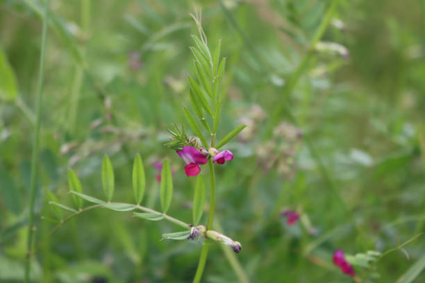 istock Common vetch flower in the meadow 1329981534