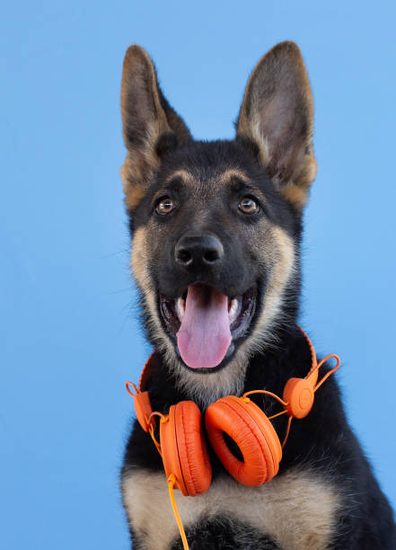 perro pastor alemán cachorro en auriculares, fondo aislado azul claro. el concepto de mascotas escuchar música - german shepherd audio fotografías e imágenes de stock