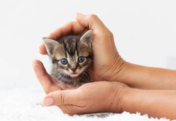 small kitten in human hands. care of animals - kitten newborn animal domestic cat feline imagens e fotografias de stock