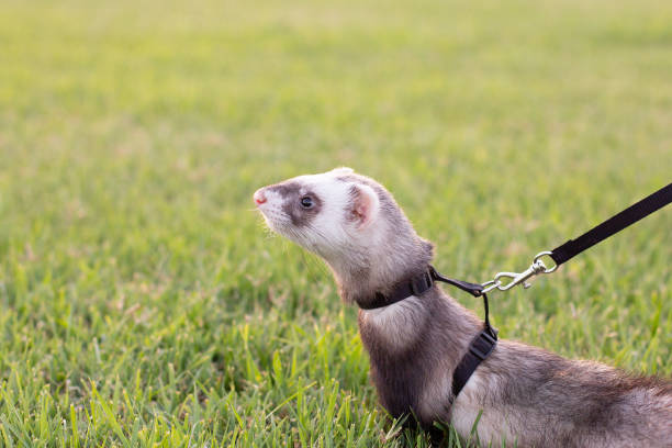 istock Sable ferret, Mustela putorius, walking on the green grass 1329982437