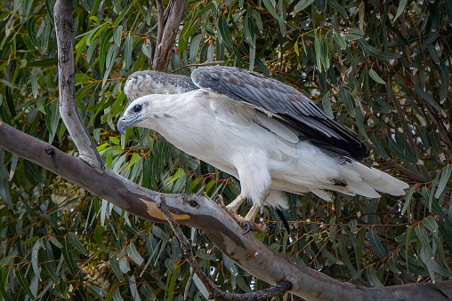 White bellied Sea Eagle  (Platycercus elegans) perched high in the trees above Lake King in the Gippsland Lakes
