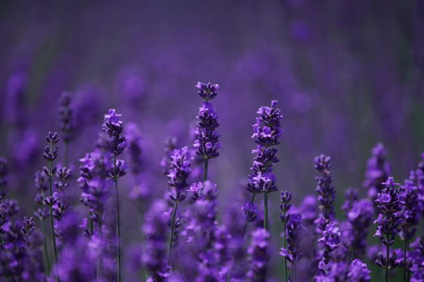 istock Lavender field at Hitsujigaoka Observatory 1329985758