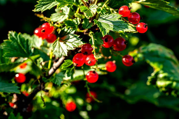 istock bright red currant on a bush in the garden 1329985768