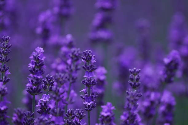 istock Lavender field at Hitsujigaoka Observatory 1329985944