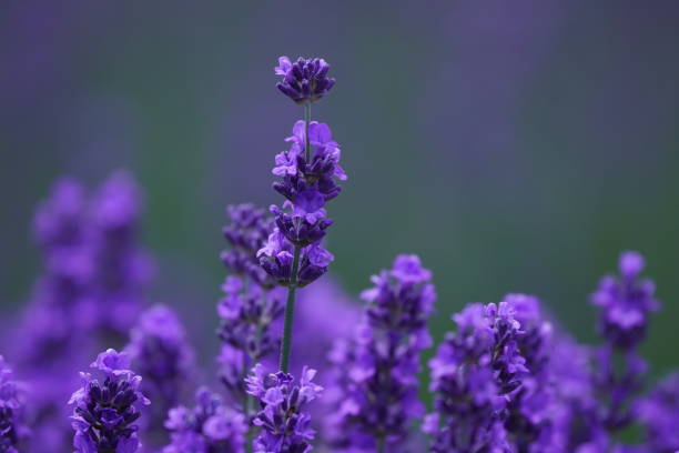 istock Lavender field at Hitsujigaoka Observatory 1329986020