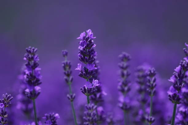 istock Lavender field at Hitsujigaoka Observatory 1329986055