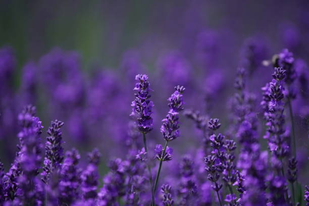 istock Lavender field at Hitsujigaoka Observatory 1329986138