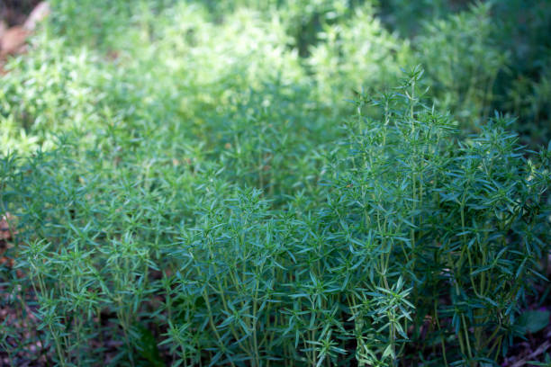 istock Texture background of summer savory (bonnenkraut) herb plants in a sunny garden 1329986227