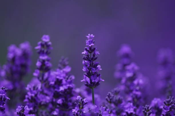 istock Lavender field at Hitsujigaoka Observatory 1329986252