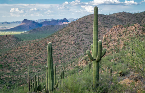 istock Beautiful Saguaro National Park Landscape 1329986790
