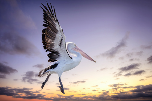 Pelican taking off in flight