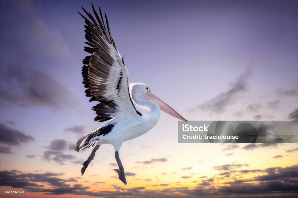 Pelican in Flight Pelican taking off in flight Pelican Stock Photo