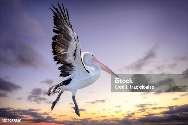 Pelican In Flight Stock Photo - Download Image Now - Pelican, Flying, Animal