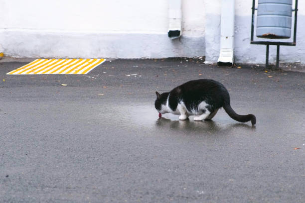 Cat drinking water from a puddle on the pavement