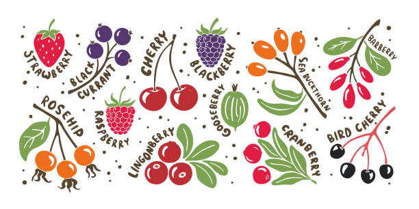 illustrations, cliparts, dessins animés et icônes de ensemble de baies - berry fruit currant dessert vector