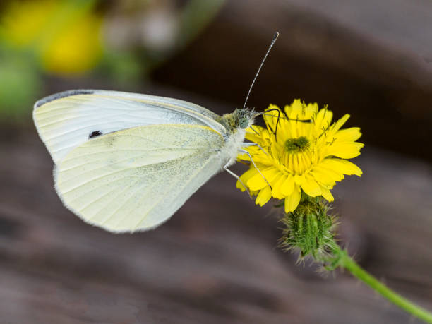 istock White Butterfly on Yellow Weed Flower Willamette Vally Oregon 1329988926