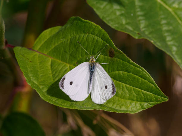 istock White Butterfly with Green Leaf Background Willamette Vally Oregon 1329988977