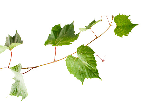 vine leaf background natural ivy