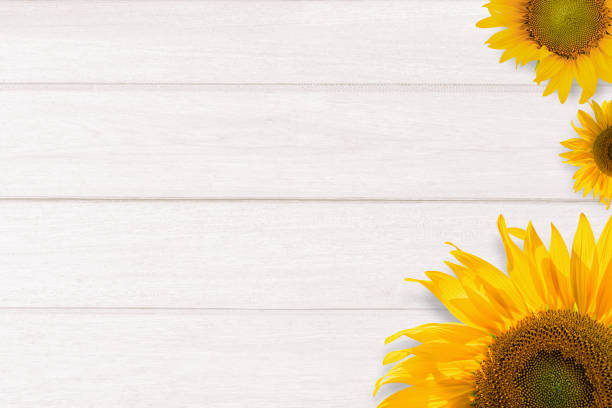 istock Yellow sunflowers on white wood table background. Top view, flat lay, copy space. 1329990156