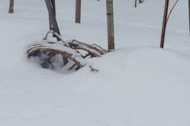 istock Bound and laid on the ground raspberry branches in winter in the snow 1329990168