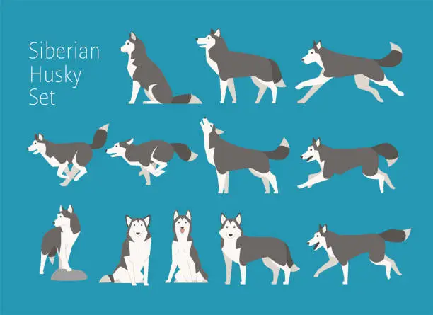 Vector illustration of Siberian husky position set.
