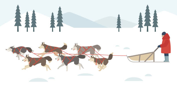 снежные сани использовали сибирские хаски. - winter dog non urban scene horizontal stock illustrations