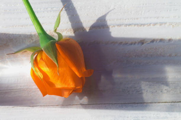 Orange or red rose flower close-up on white wood surface.