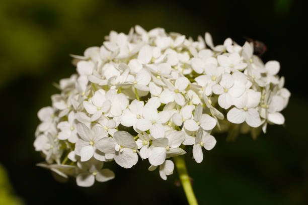 hydrangea arborescens annabelle. ortensia liscia 'annabelle' (hydrangea arborescens). palline bianche fiori estivi. - annabelle foto e immagini stock