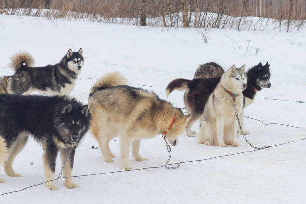 i cani husky sono legati al guinzaglio in inverno in attesa di un viaggio nella neve - snow bound foto e immagini stock