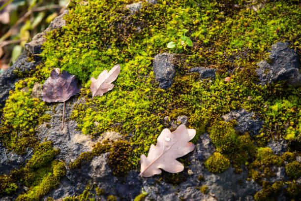 Close-up of a brown autumn leaf lying on vibrant green moss, scattered pine needles and a small twig, capturing natural texture, color contrast, and forest floor mood.